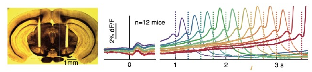 eLife figure